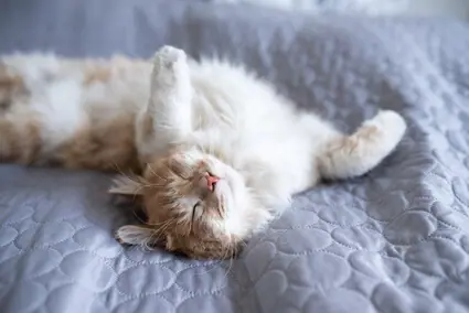 Din katts 8 vanligaste liggpositioner - och vad de betyder